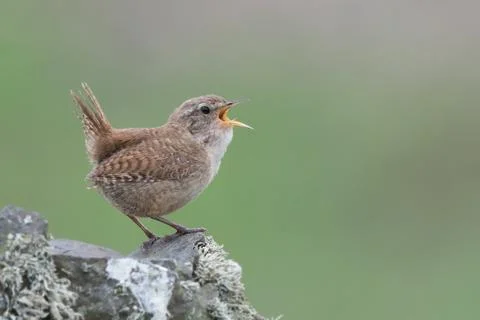 Wren singing Stock Photos