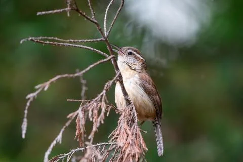 Wren in a Tree 库存照片