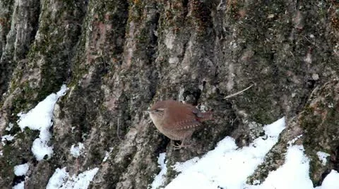 Wren (Troglodytes troglodytes) in winter. Stock-Footage 11285553