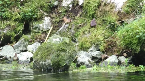 Wren by the water Stock Footage 246362835