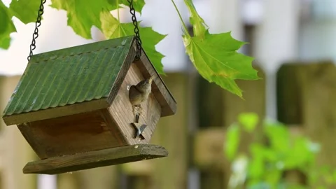 Wren_Feeding 1 Stock Footage 198570817
