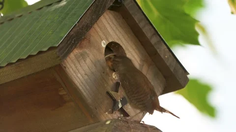 Wren_Feeding 2 Stock Footage 198570502