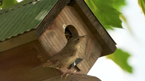 Wren_Feeding 3 Stock Footage 198570165