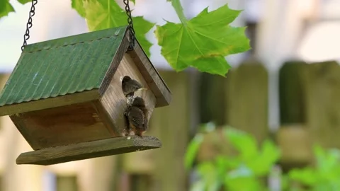 Wren_Fledglings 1 Stock Footage 198571666
