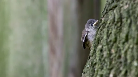 Wren_Fledglings 2 Stock Footage 198570170