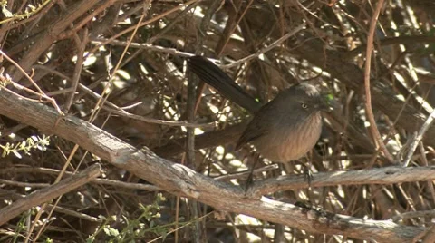 Wrentit 1 Stock Footage 8511994