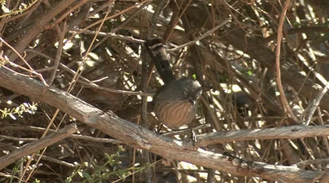 Wrentit 2 Video stock 8512036