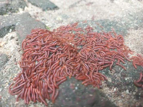 A wriggling cluster of red worms moves together on a damp Stock Photos
