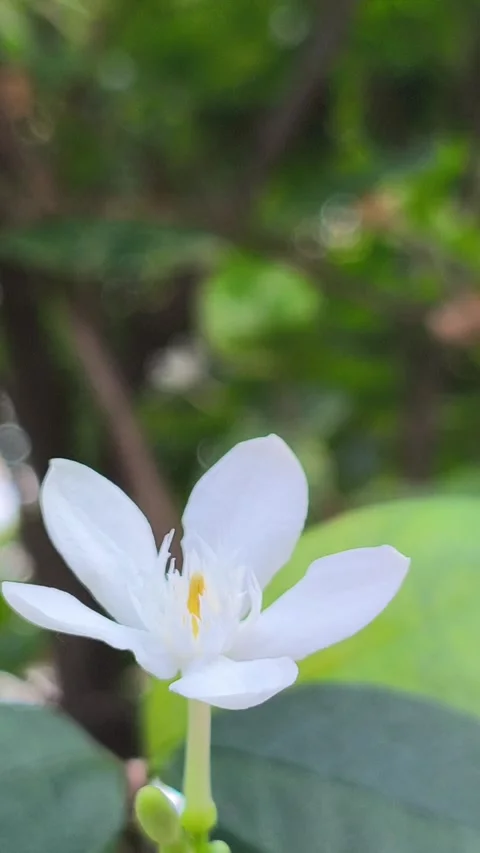 Wrightia antidysenterica Flower in Full Bloom Stock Footage 336830891