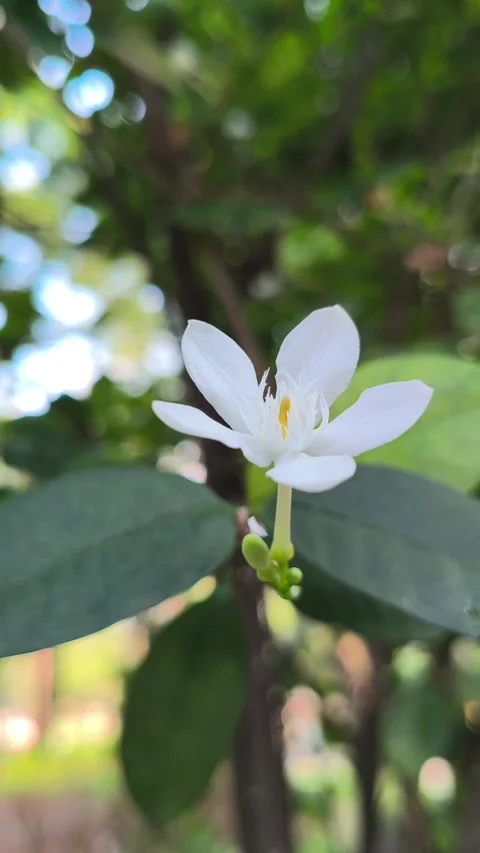 Wrightia antidysenterica Flower in Full Bloom Stock Footage 336830897