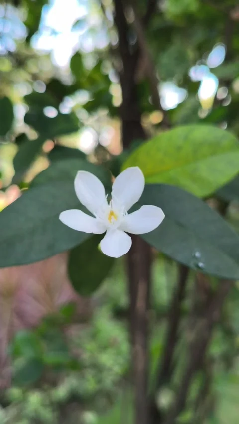 Wrightia antidysenterica Flower in Full Bloom Stock Footage 336830905