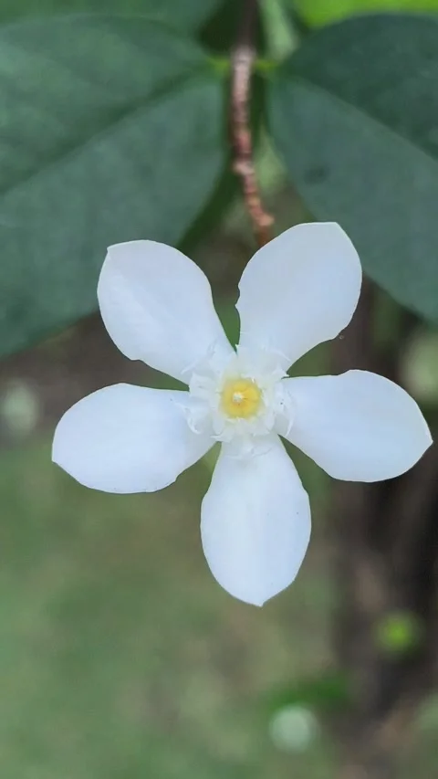 Wrightia antidysenterica Flower in Full Bloom Stock Footage 336830913