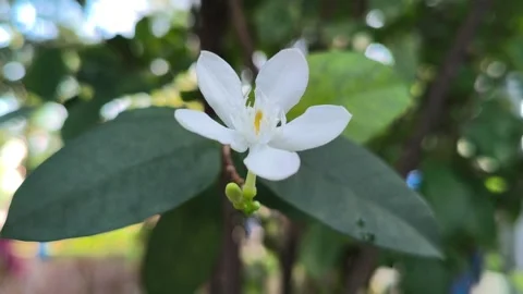Wrightia antidysenterica Flower in Full Bloom Stock Footage 336830914