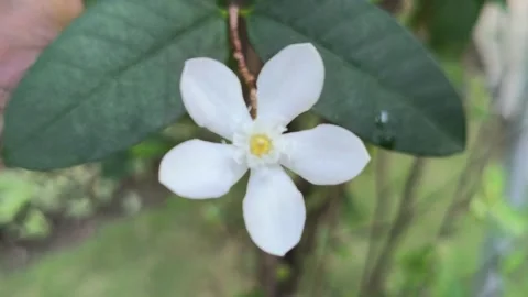 Wrightia antidysenterica Flower in Full Bloom Stock Footage 336830917