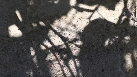 Wrightia antidysenterica tree shadows reflected on a concrete floor Stock Footage 162572935