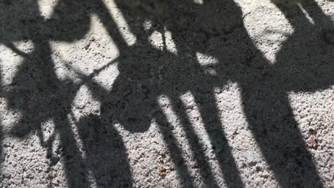Wrightia antidysenterica tree shadows reflected on a concrete floor Stock Footage 162574807