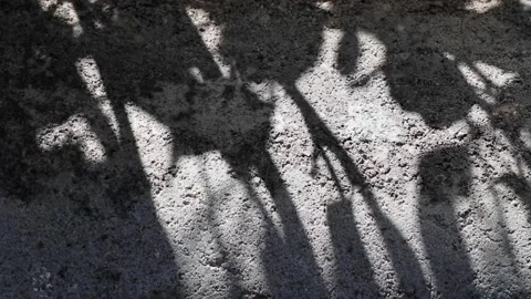 Wrightia antidysenterica tree shadows reflected on a concrete floor Stock Footage 162702033