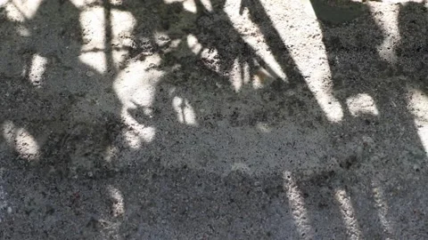 Wrightia antidysenterica tree shadows reflected on a concrete floor Stock Footage 162702162