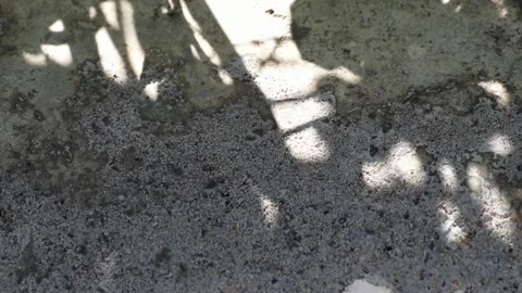 Wrightia antidysenterica tree shadows reflected on a concrete floor Stock Footage 162702548