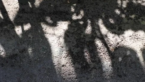 Wrightia antidysenterica tree shadows reflected on a concrete floor Stock Footage 162704669