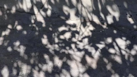 Wrightia antidysenterica tree shadows reflected on a concrete floor Stock Footage 162870470