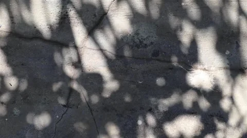Wrightia antidysenterica tree shadows reflected on a concrete floor Stock Footage 162870853