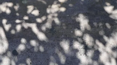 Wrightia antidysenterica tree shadows reflected on a concrete floor Stock Footage 162871190