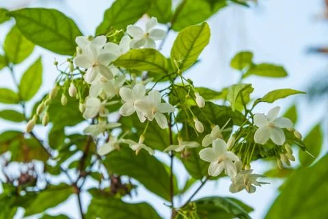Wrightia religiosa benth. Stock Photos