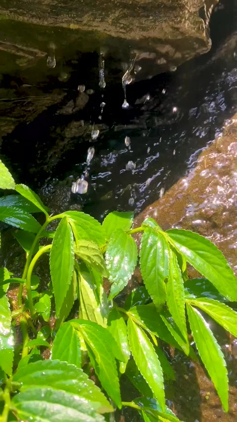 Wrightia Religiosa Tree Beside Flowing Waterfall – Peaceful Nature Scene 스톡 동영상 309521775