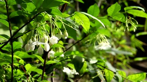 Wrightia religiosa white flowers Stock Footage 140076458