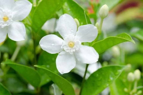 Wringhtia antidysenterica Foto stock