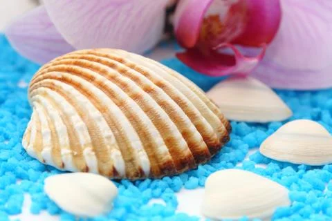 Wrinkled seashell Stock Photos