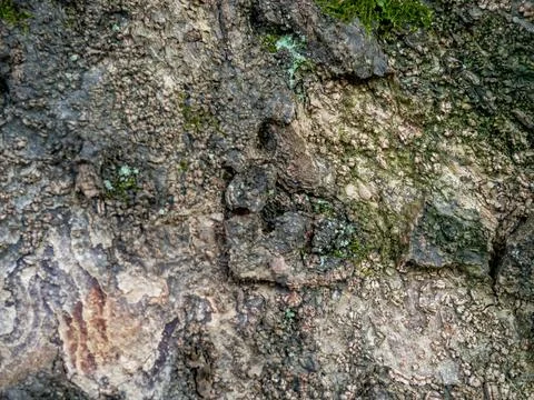 Wrinkled structure of tree bark. Tree trunk background.  Natural material c.. Stock Photos