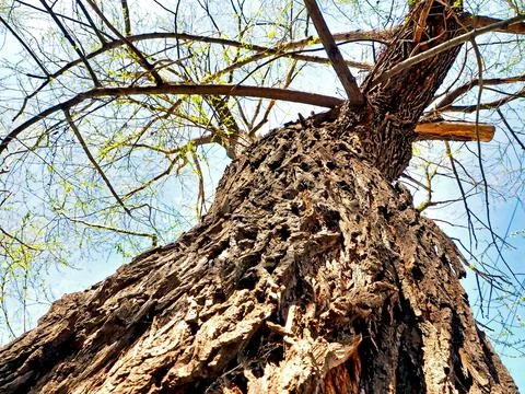 Wrinkled trunk of an old tree and the first green leaves Stock Photos