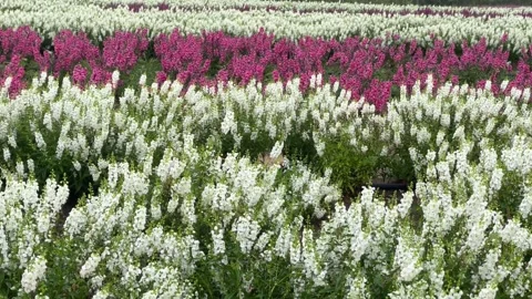 Write red flower1 Stock Footage 325636180