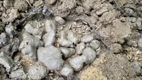 Writhing and crawling maggots in loose dirt Stock Footage 338306592