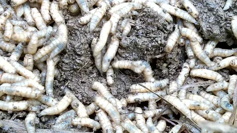 Writhing maggots crawling in garden compost, 4k Vídeo Stock 338988477