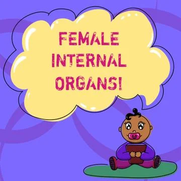 Writing note showing Female Internal Organs. Business photo showcasing The Stock Illustration