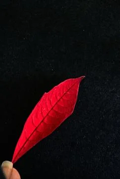 Writing in red Stock Photos