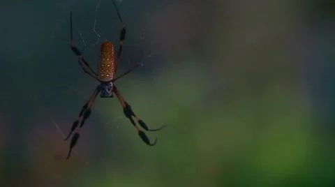 Writing Spider Hanging Out Stock Footage 54154322