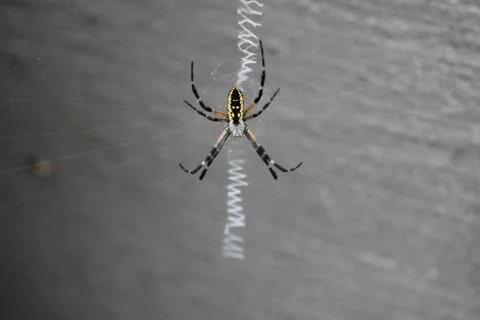 Writing Spider Foto stock