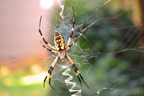 Writing Spider Stock Photos