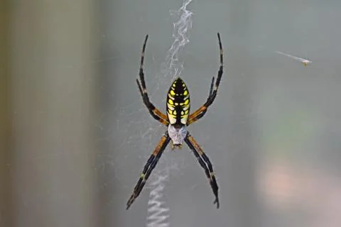 Writing Spider Stock-Fotos