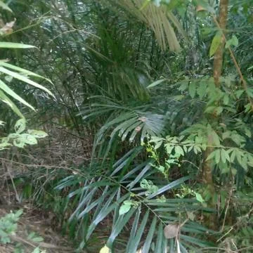Wrong tree near bamboo tree Stock Photos