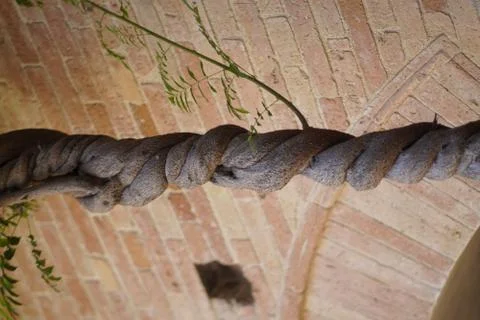 Wrong trunk of buganvilla in the anic cloister Stock Photos