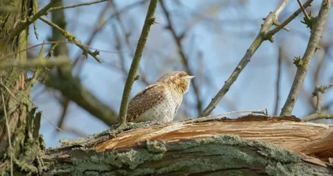Wryneck bird close up Stock Footage 160501207