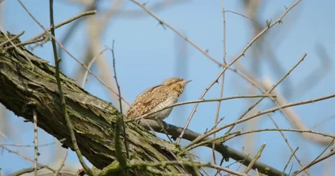 Wryneck bird close up Stock Footage 160501663