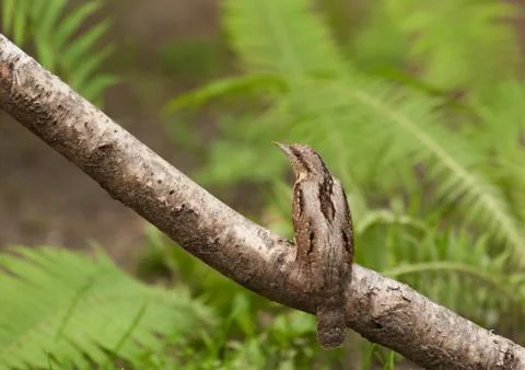 Wryneck on the brach Stock Photos