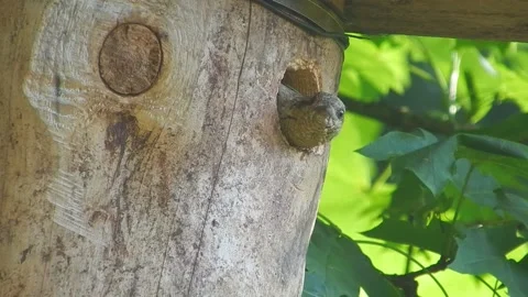 Wryneck, Junx torquilla Stock Footage 139037381