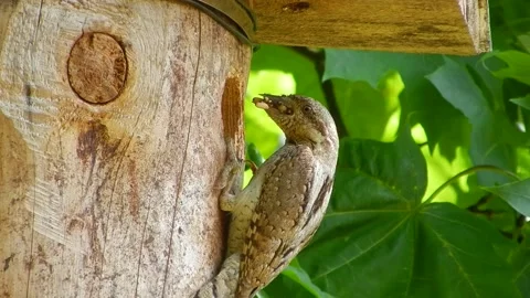 Wryneck, Junx torquilla Stock Footage 139037386